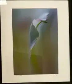 Soft-focus flower bud with green stem and pale white petals against a blurred gray-green background