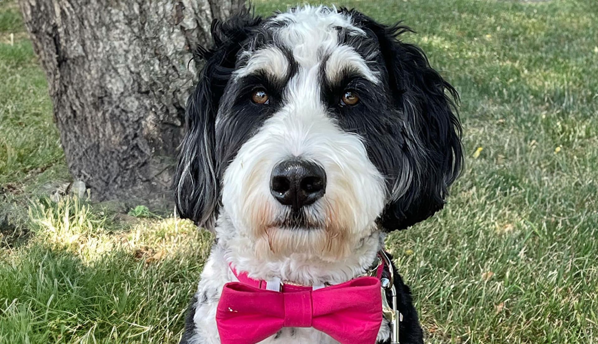 Black-and-white dog wearing a pink bow tie sits outdoors beside a tree.
