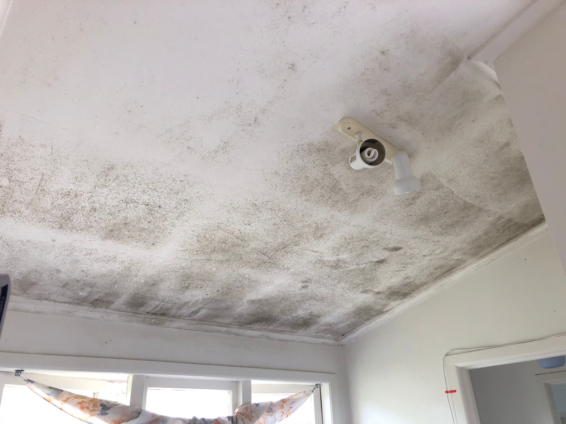 Mould On Wall — Auckland, NZ — AA Cleaning Pty Ltd