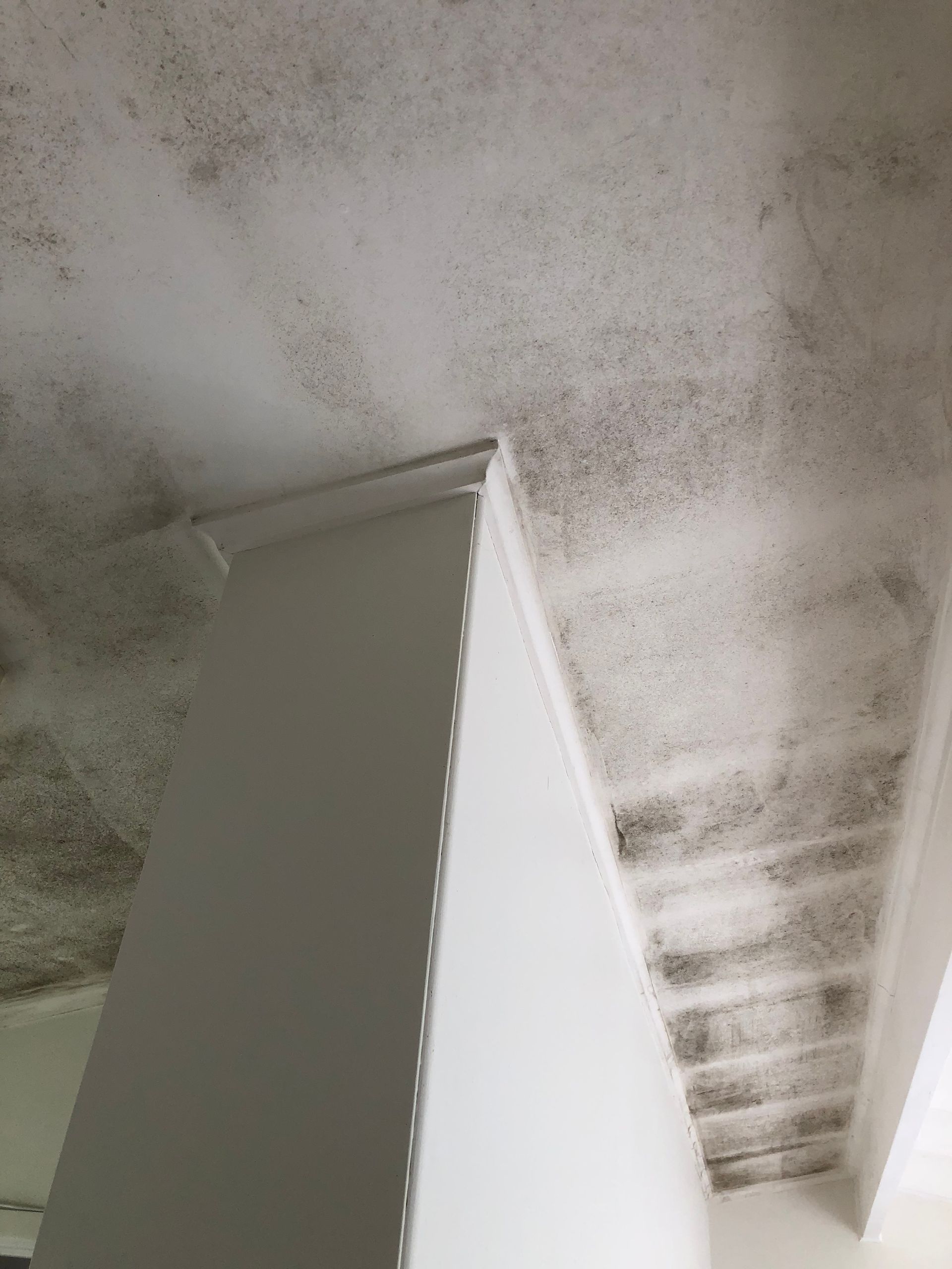Cleaning Black Mould — Auckland, NZ — AA Cleaning Pty Ltd