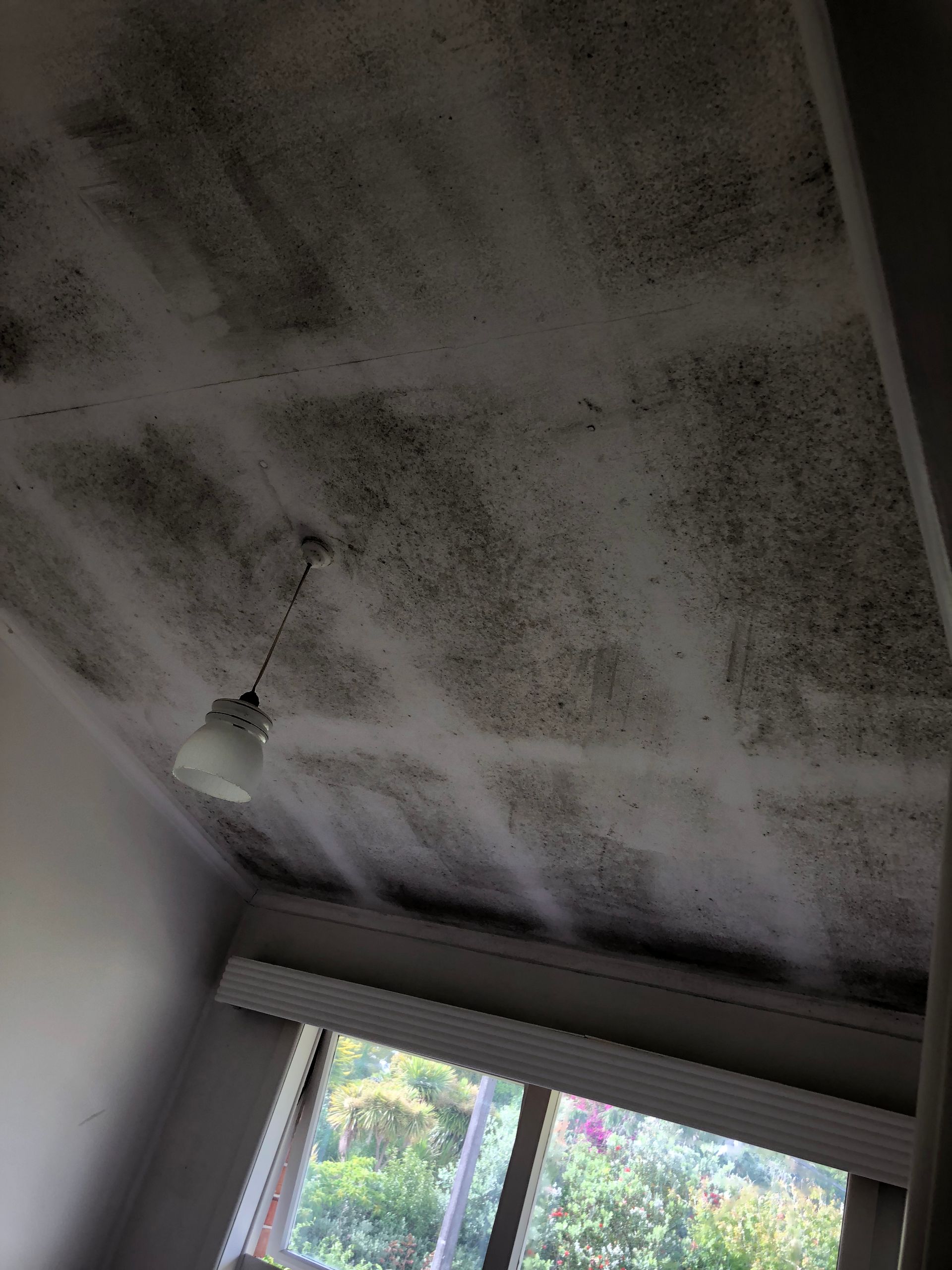 Removing Wall With Mould — Auckland, NZ — AA Cleaning Pty Ltd