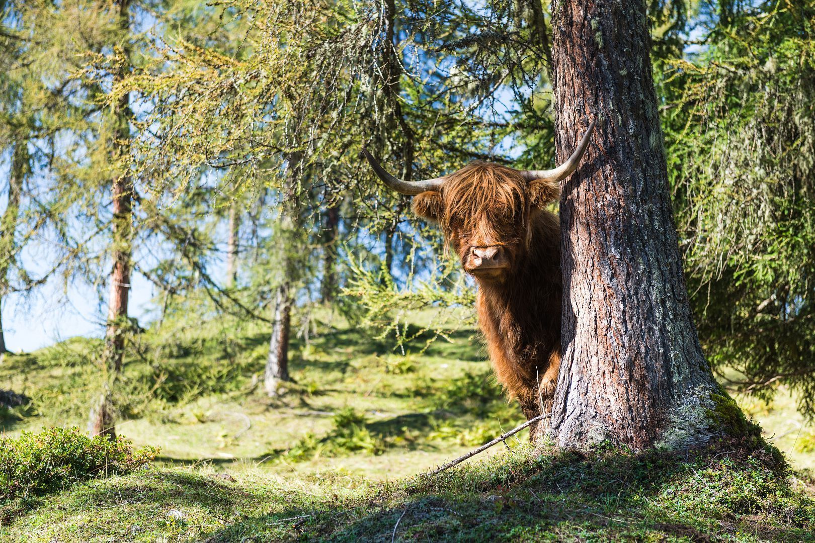 Highland Rinder