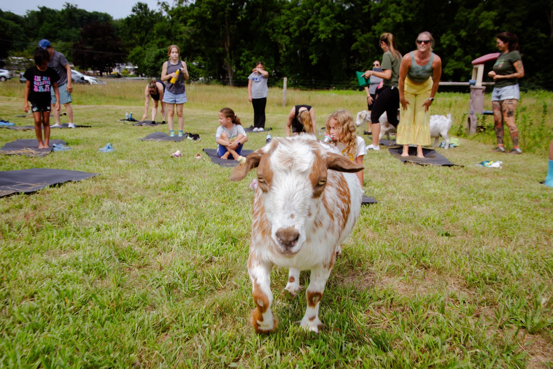 Goat in foreground, approaching camera; people do yoga in a grassy field.