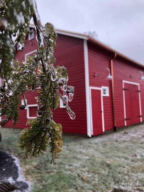 Icy evergreen branch in focus, red barn in background.