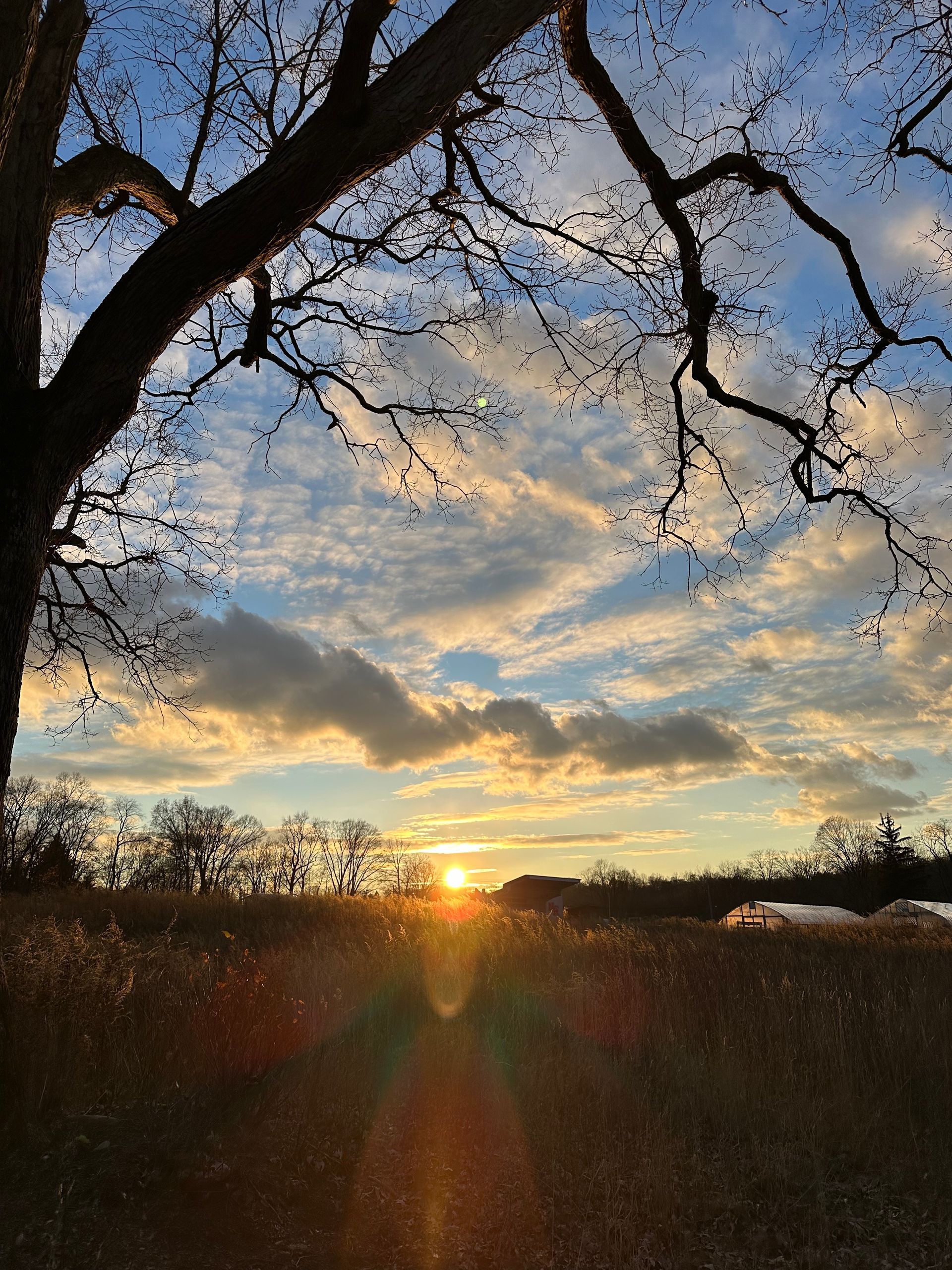Setting sun over a field, framed by tree branches. Golden light, blue sky, and clouds.