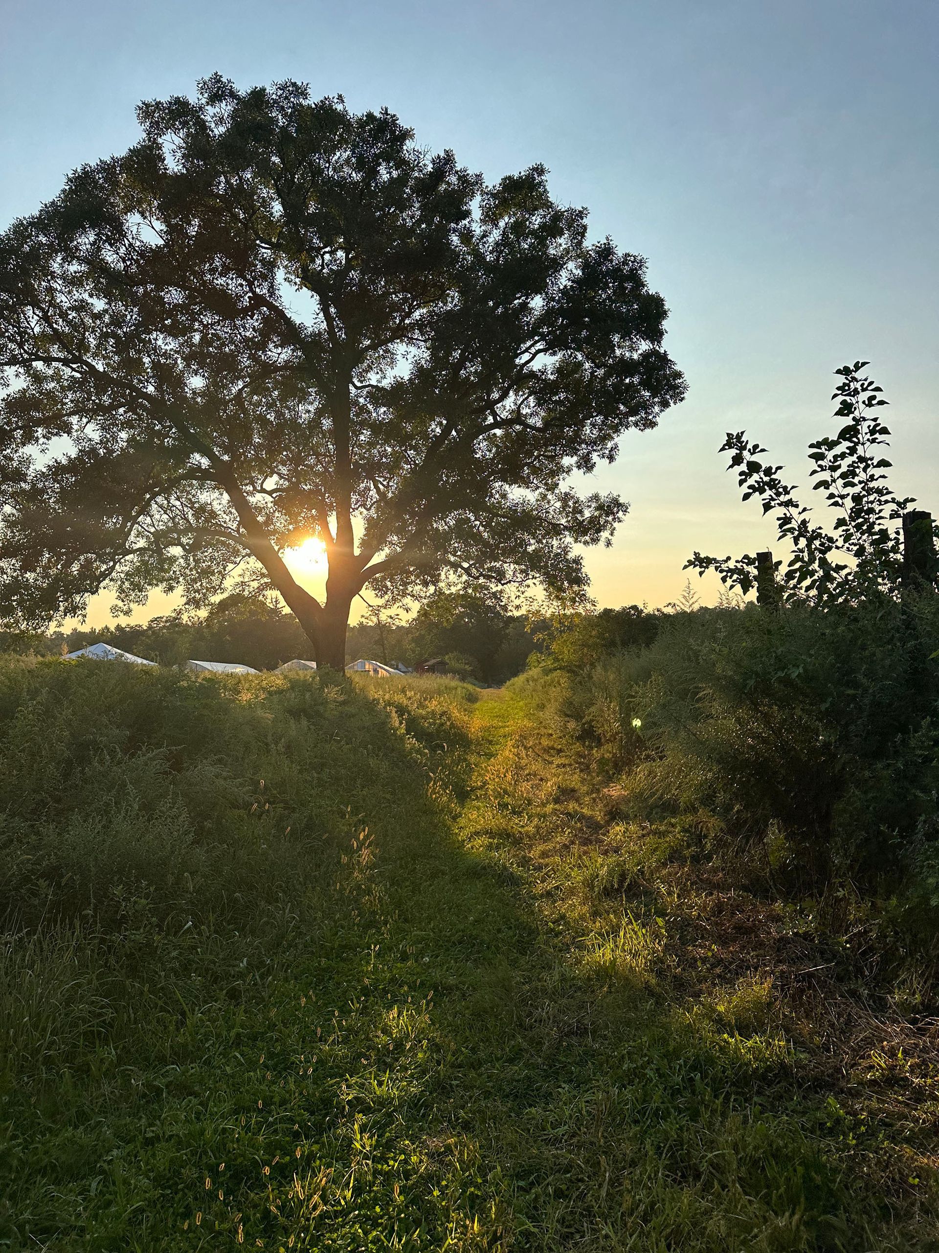 Sun shining through a large tree in a field, casting shadows on the grassy landscape during sunset.