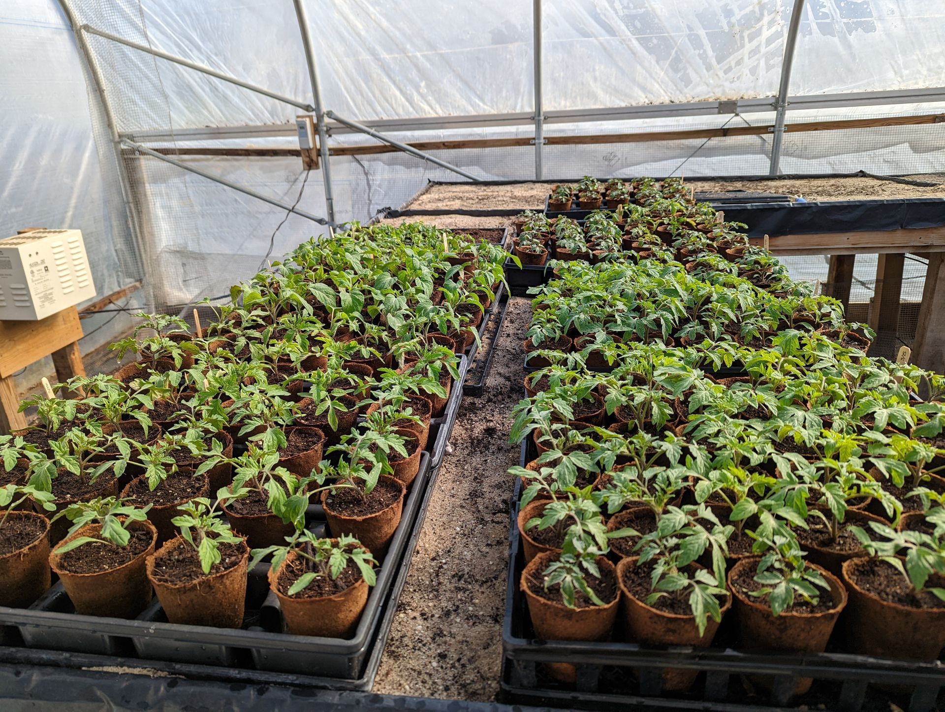 Seedlings in pots on tables inside a greenhouse.