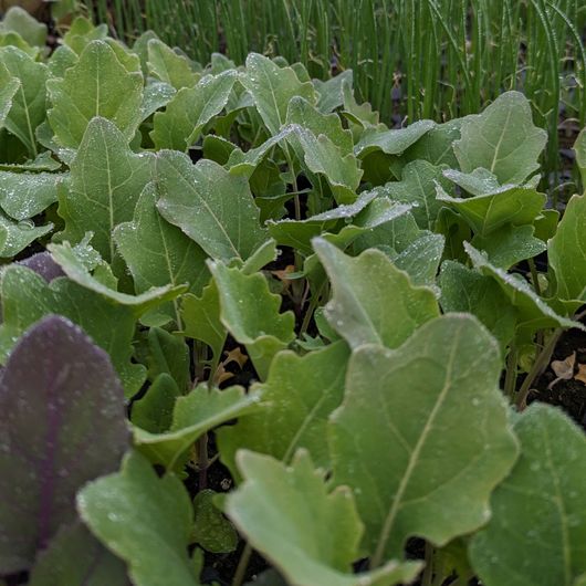 Green leafy vegetables, likely kale, with water droplets, growing in a garden bed.