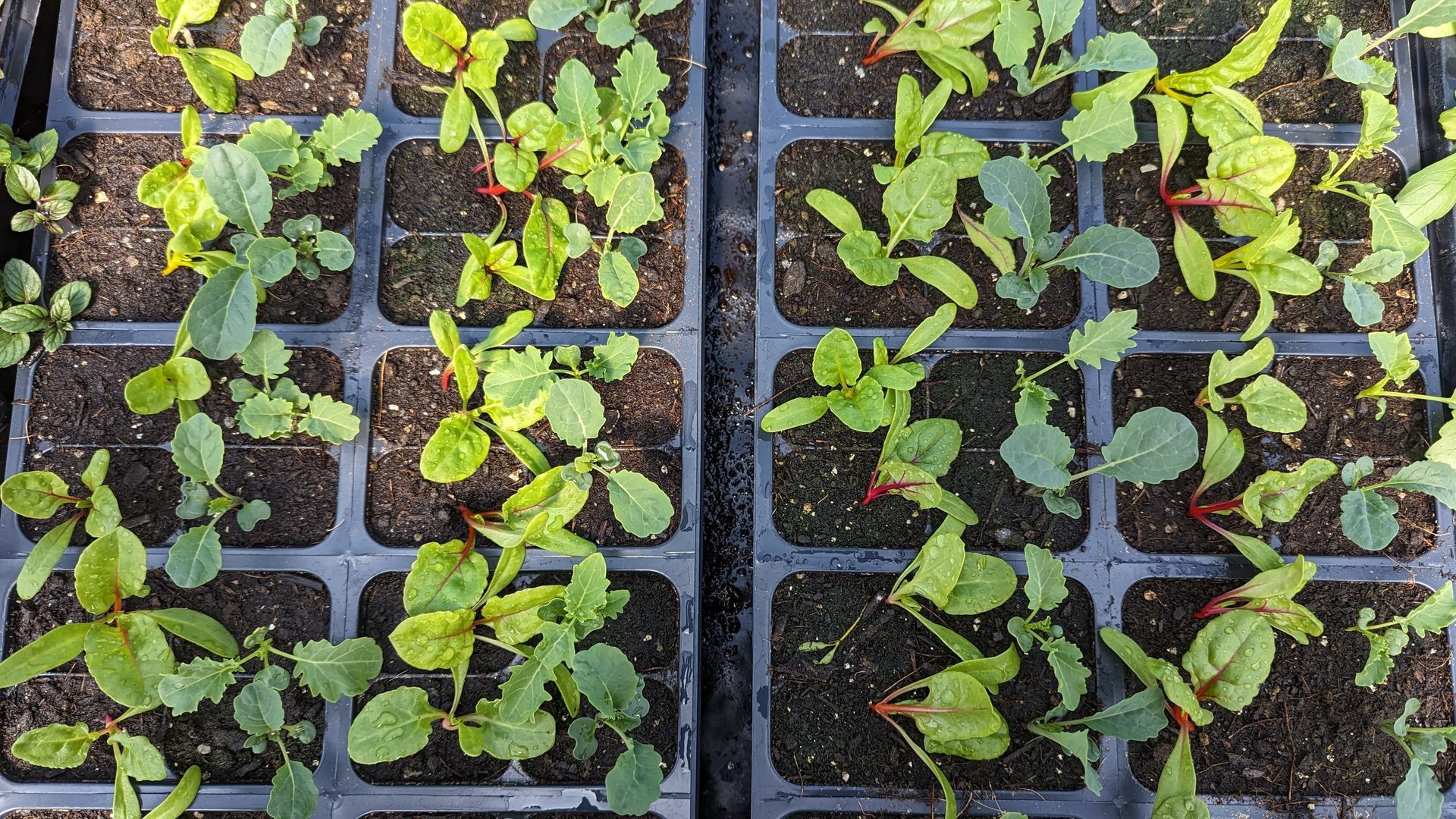 Seedlings growing in individual cells of black plastic trays.