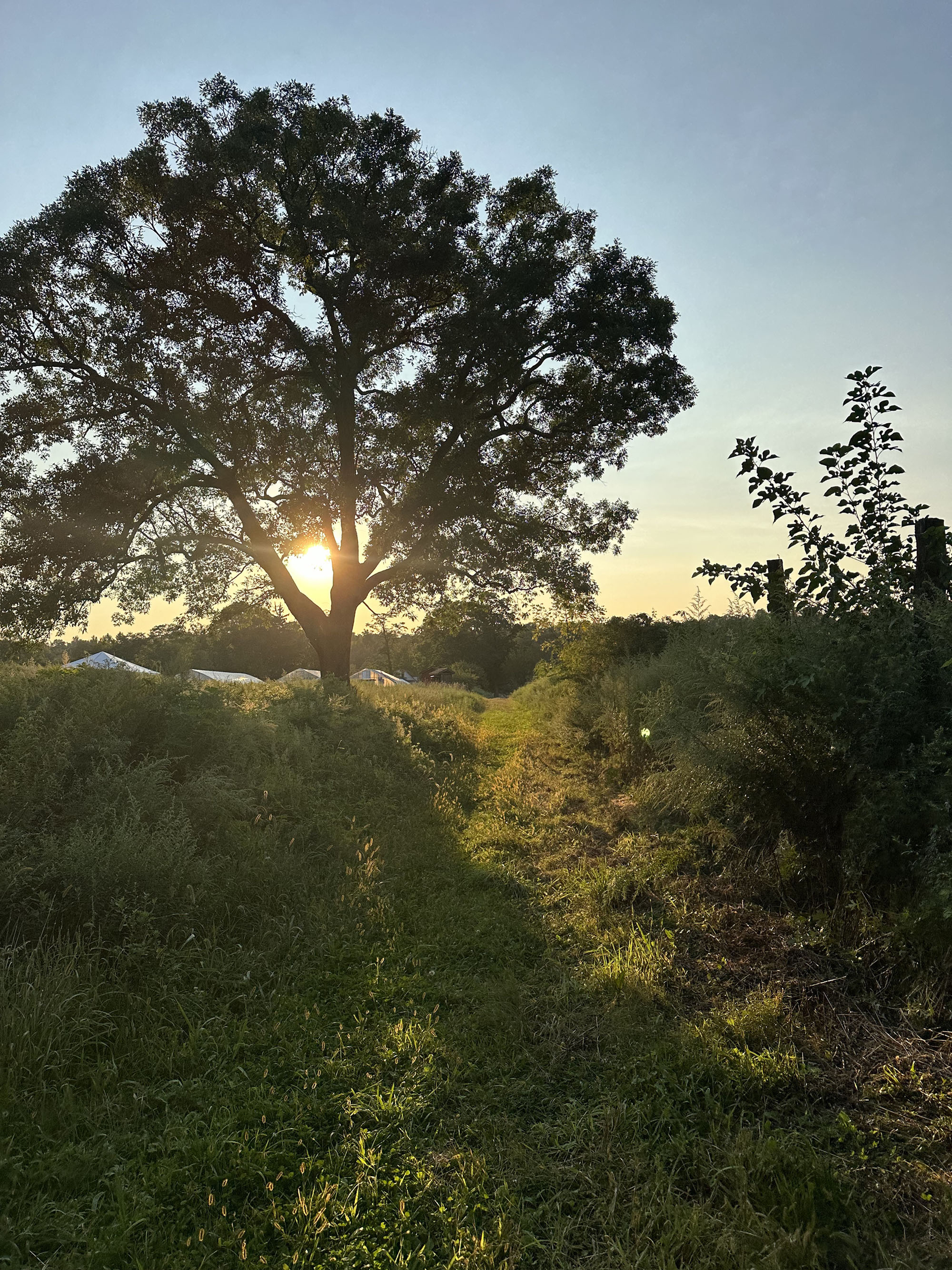 Sun sets behind a large tree, illuminating tall grass and a narrow path.