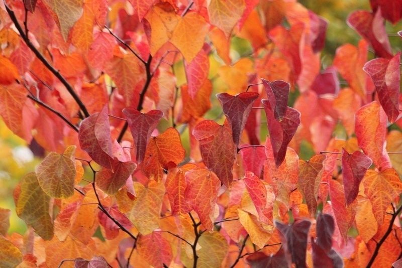 Herfstkleuren