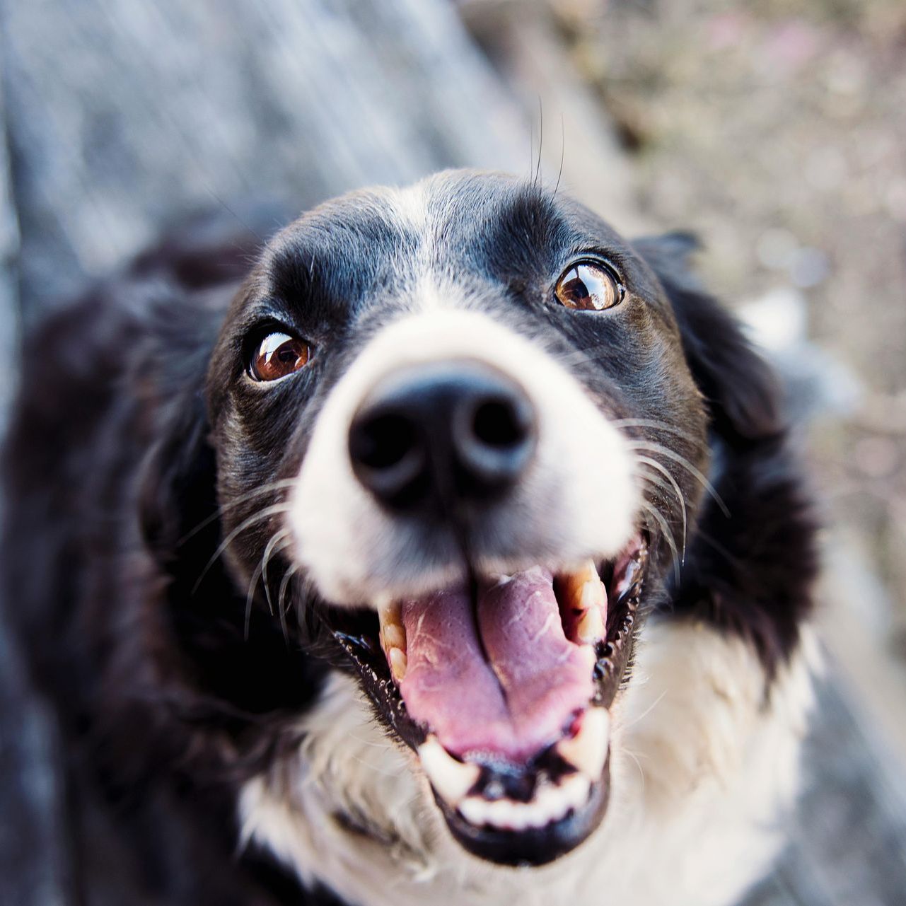 Black and white dog, panting with a happy expression.