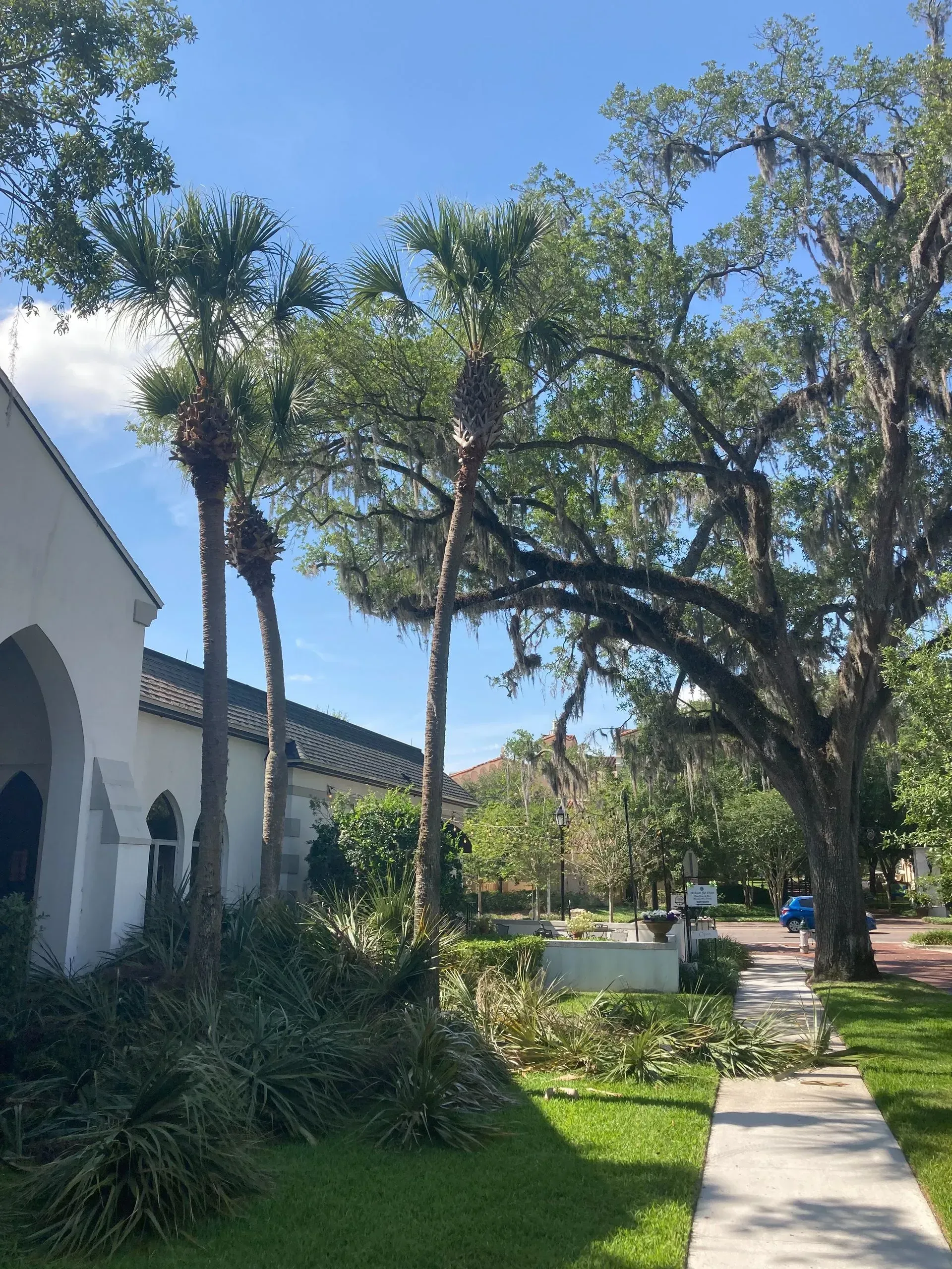 Palm trees and a large oak tree stand near a white building with arched doorways, on a sunny day.