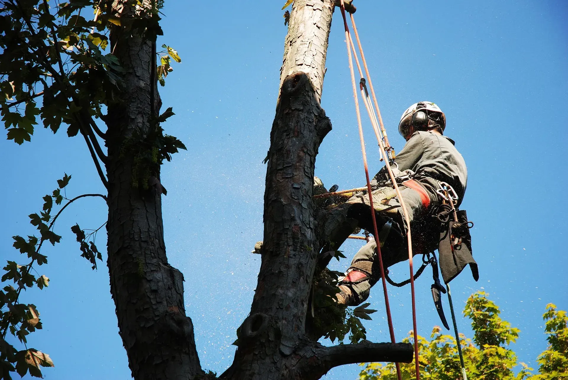 Arborist in harness, cutting a tree with a chainsaw, blue sky background.