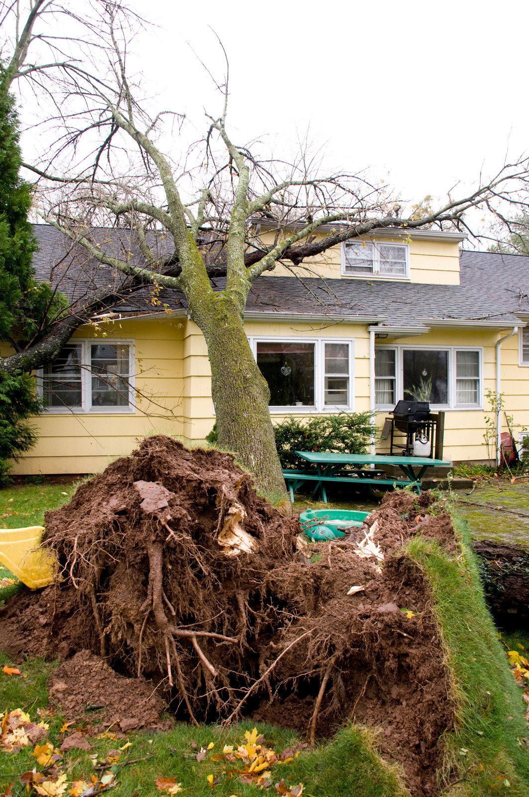 A tree uprooted next to a yellow house, exposing roots and dirt in a grassy yard.