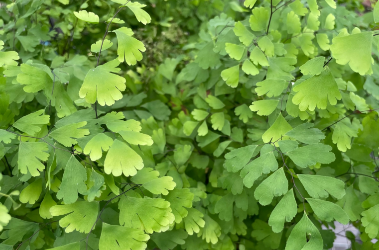 Ferns