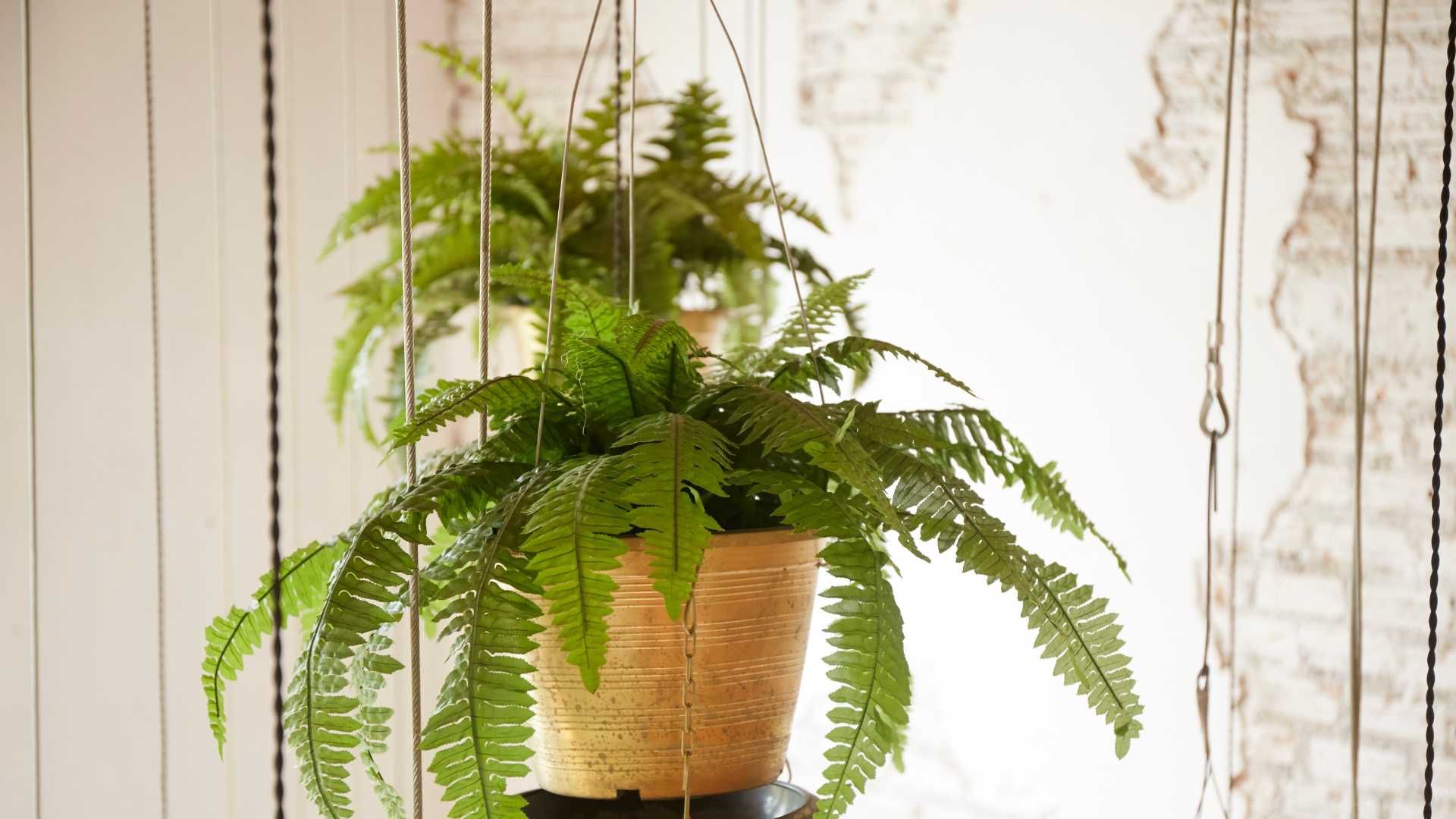 Hanging Plants