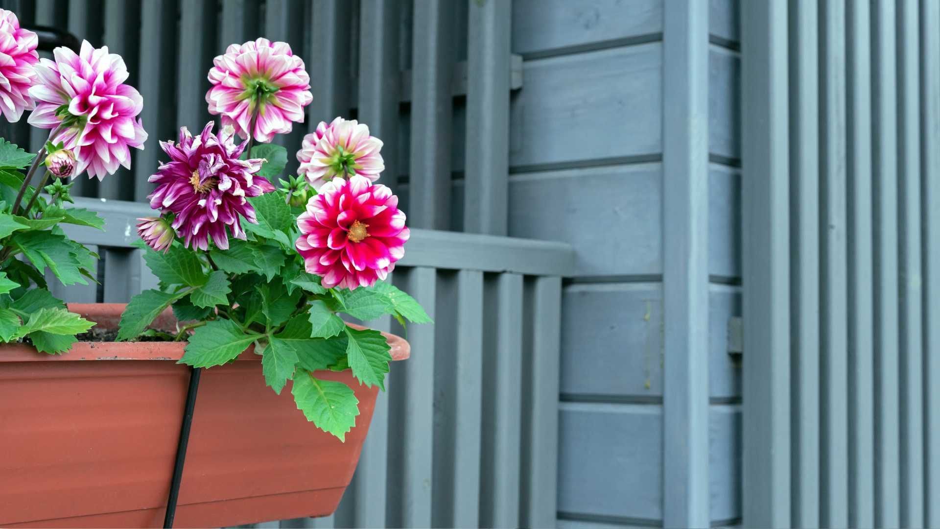 Cachepots