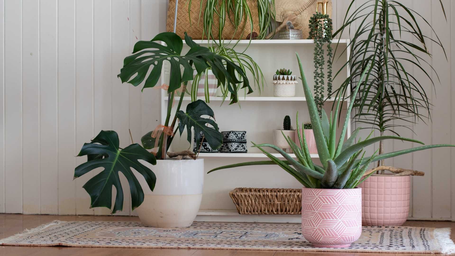 House Plants