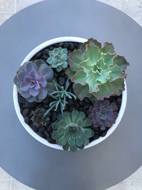 Hanging Plants