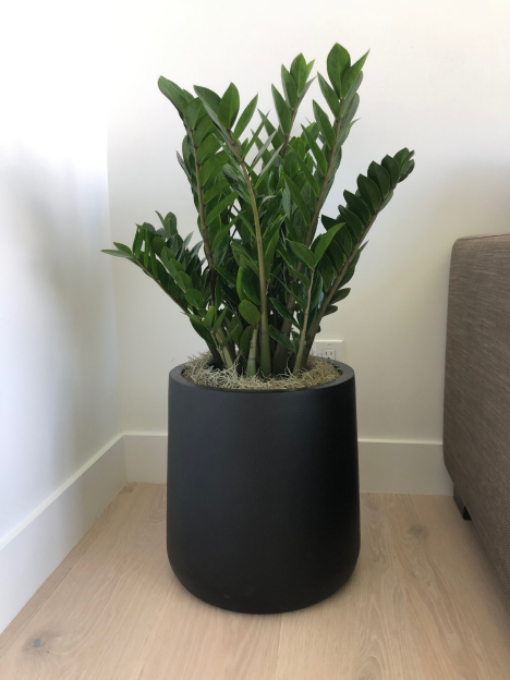 House Plants