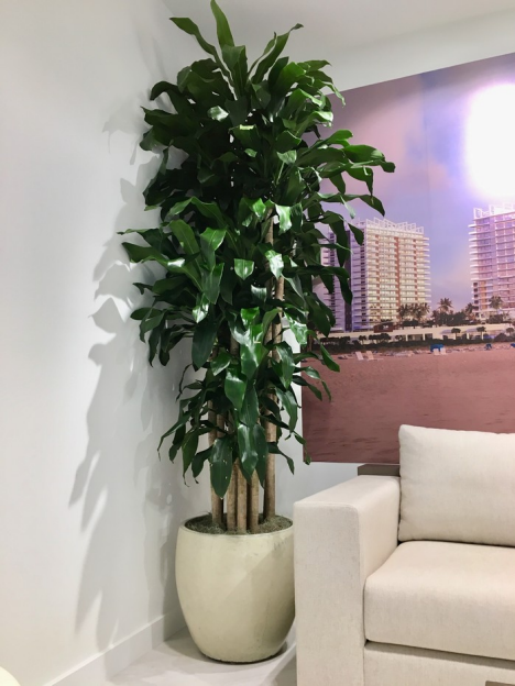 Interior Trees