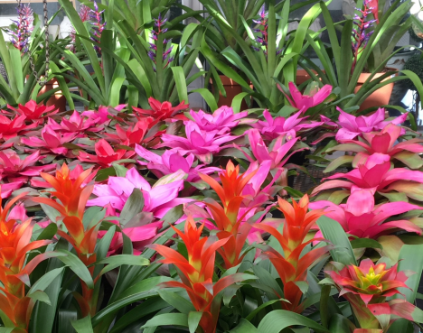 bromeliads