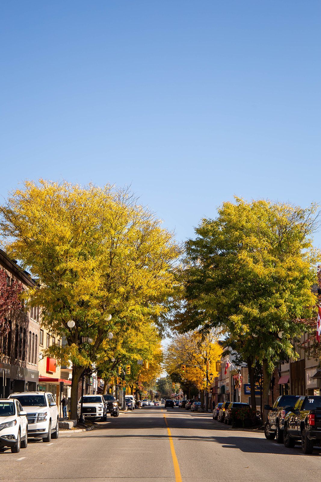 A street lined with trees and cars on a sunny day.