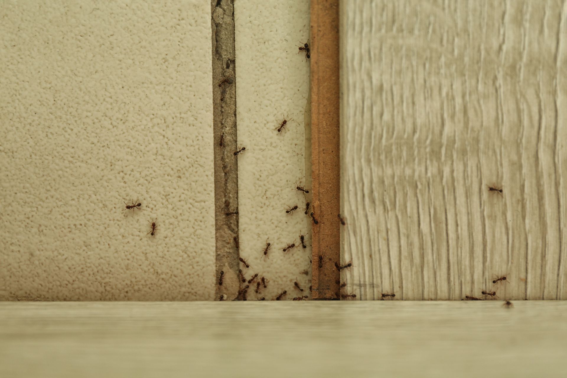 A line of small ants crawling up the intersection of a beige wall and wooden trim. A line of small ants crawling up the intersection of a beige wall and wooden trim.