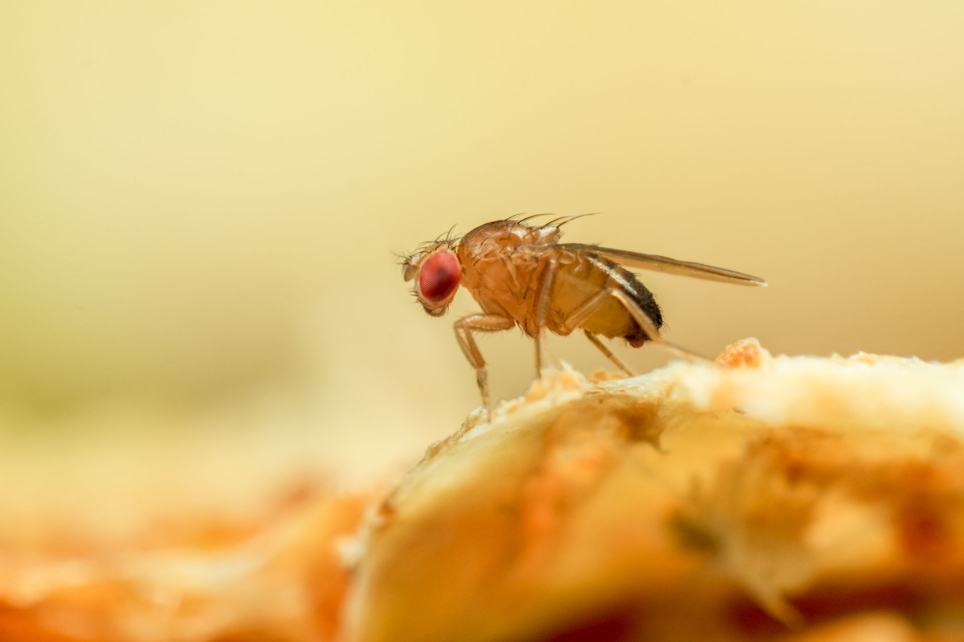 Fruit fly with red eyes on a piece of fruit; yellow and orange hues.