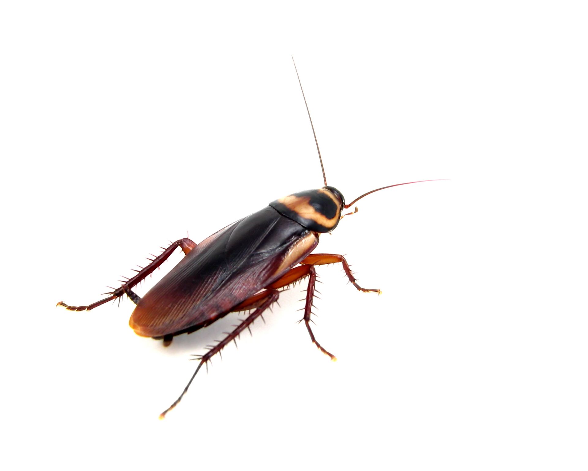 Cockroach with a dark brown body and long antennae on a white background.