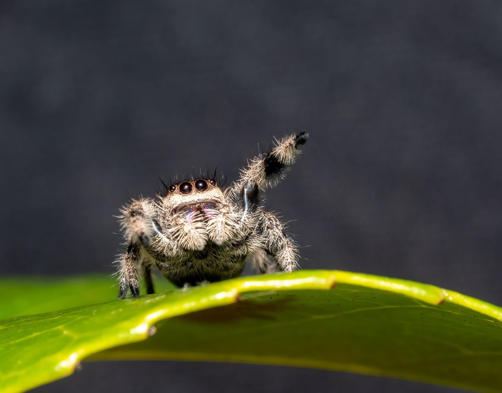 Fluffy gray jumping spider with raised leg on a green leaf, dark background.