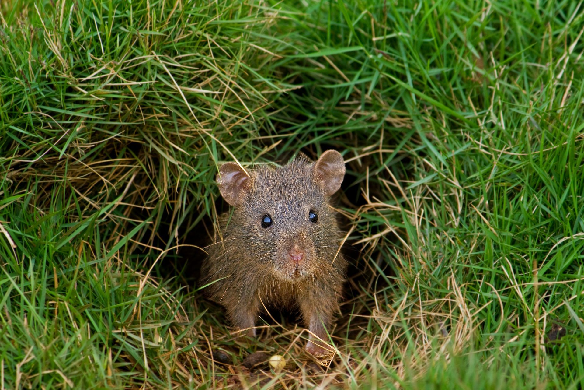 A small, brown pacarana rodent peeks out from a grass burrow.