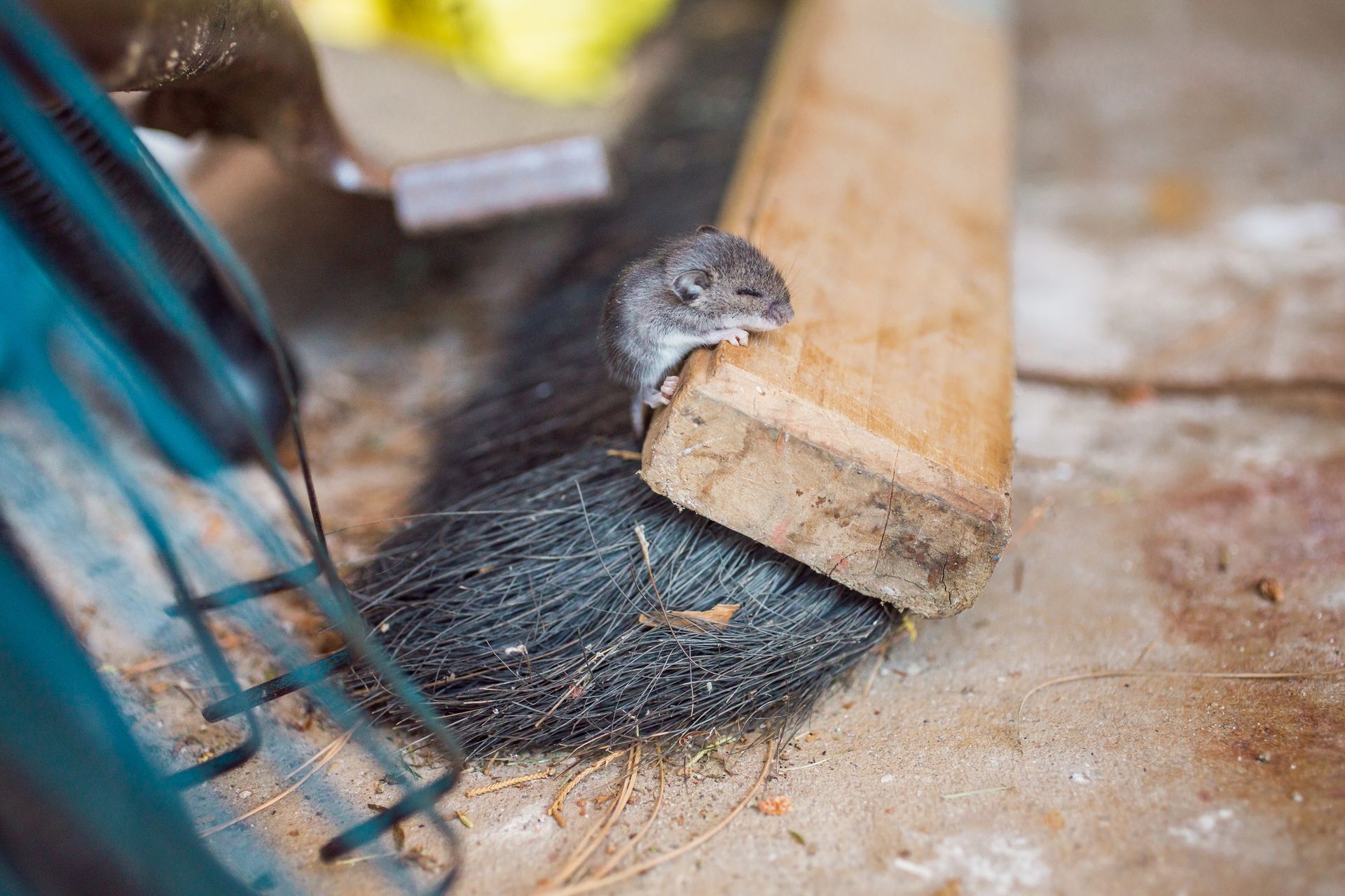 A mouse is sitting on a brush next to a piece of wood.