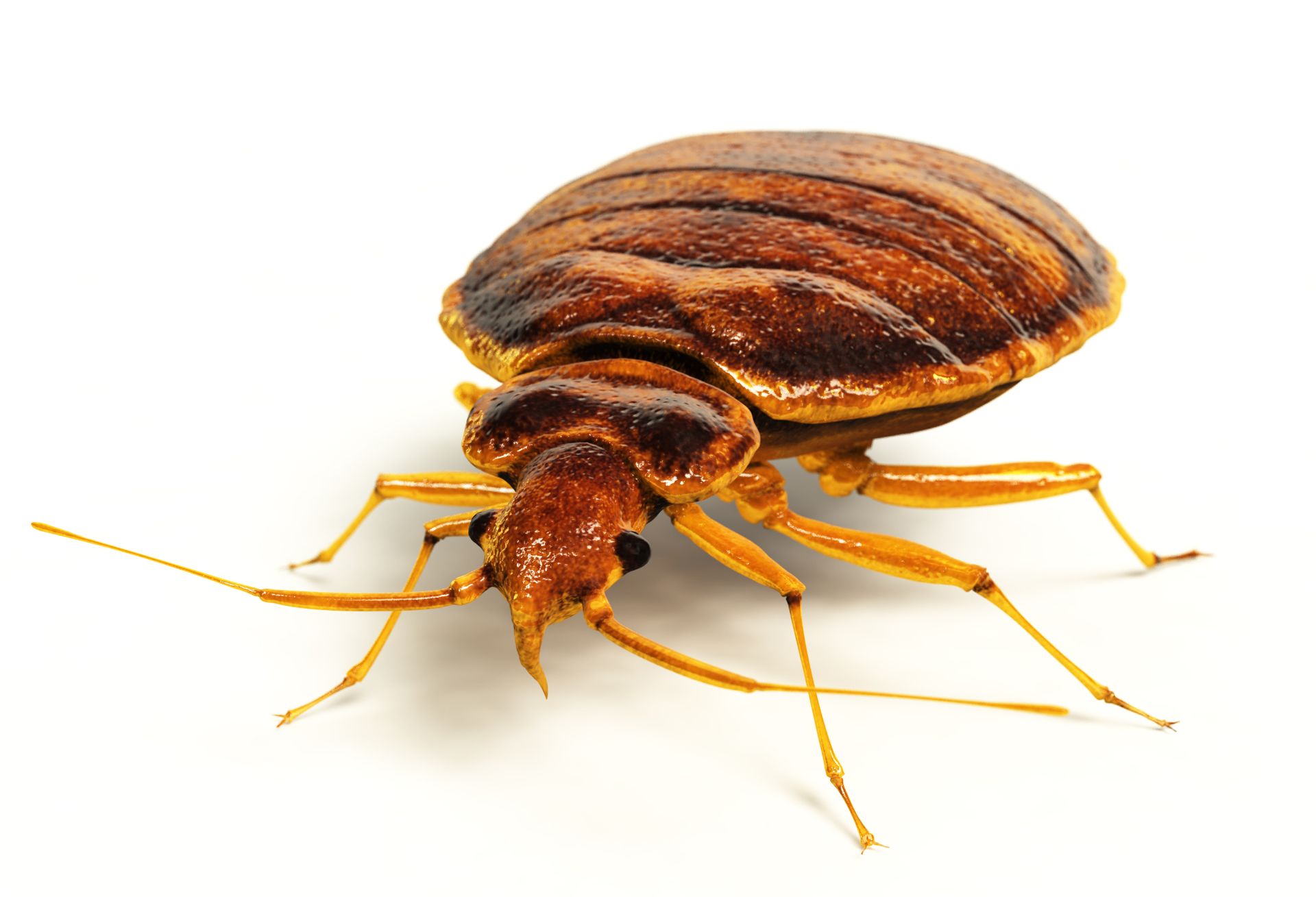 Bed bug on a white background, brown and tan with visible legs and antennae.