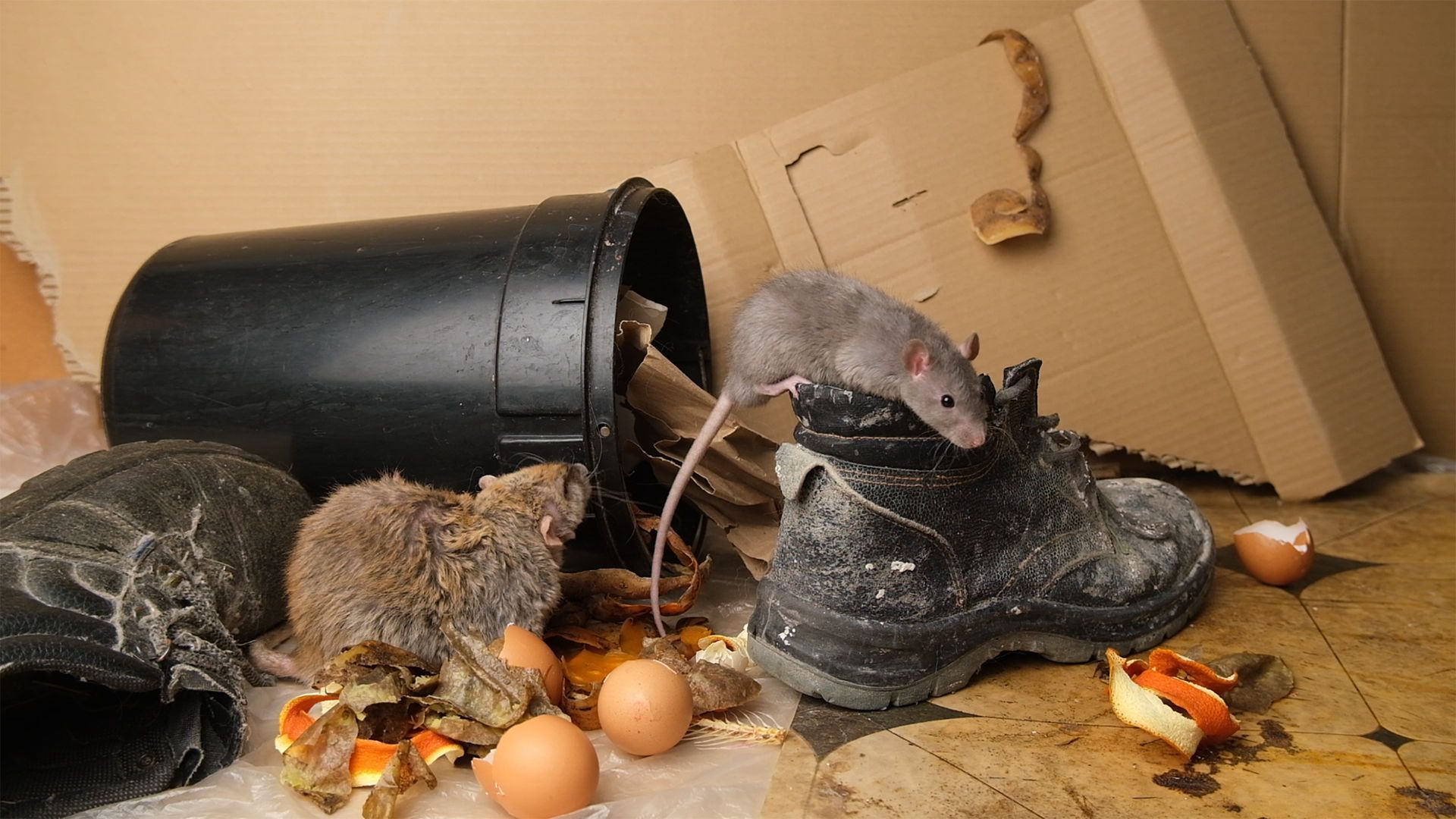 A group of mice are eating eggs from a shoe