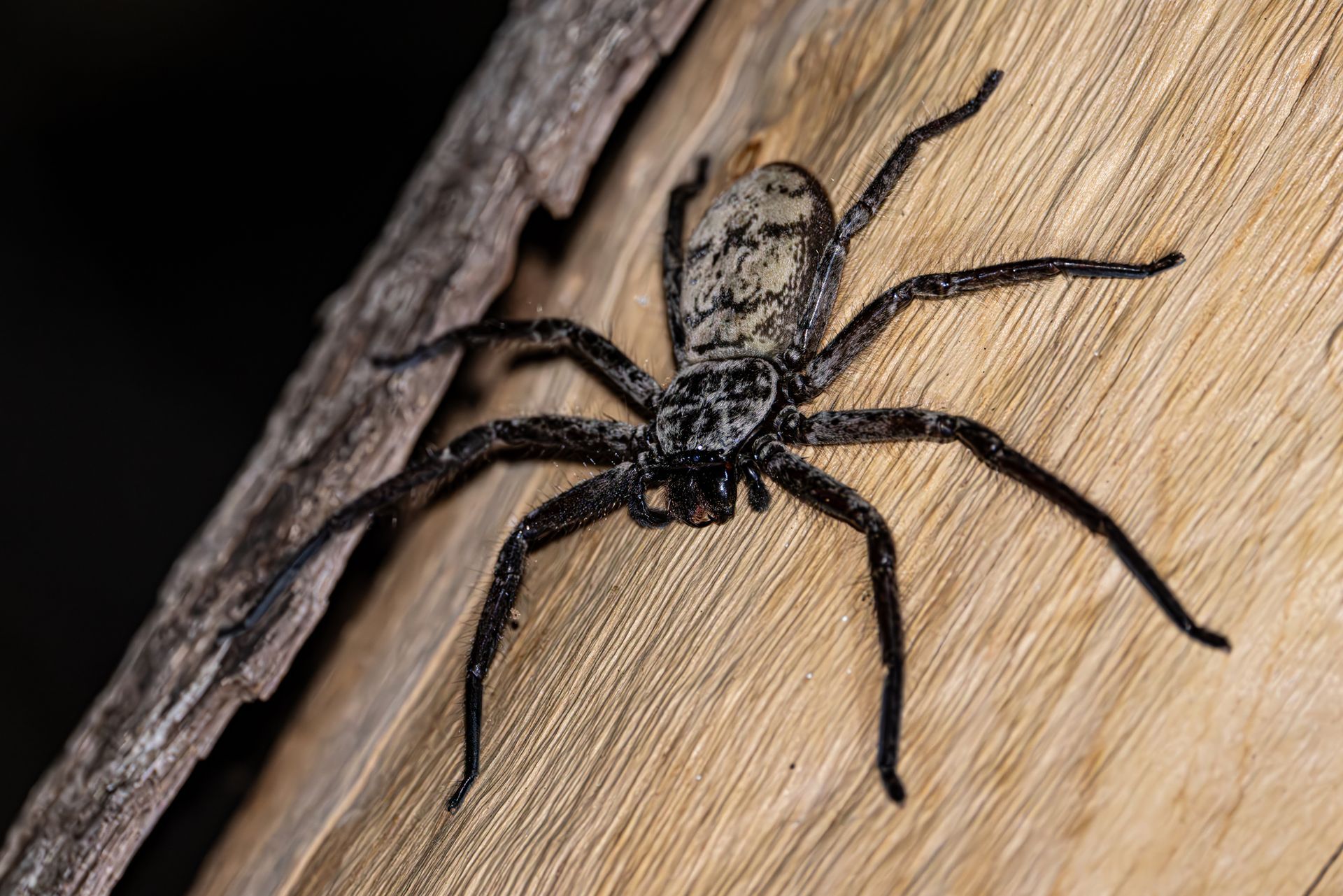 A spider is laying on a white surface surrounded by other insects.