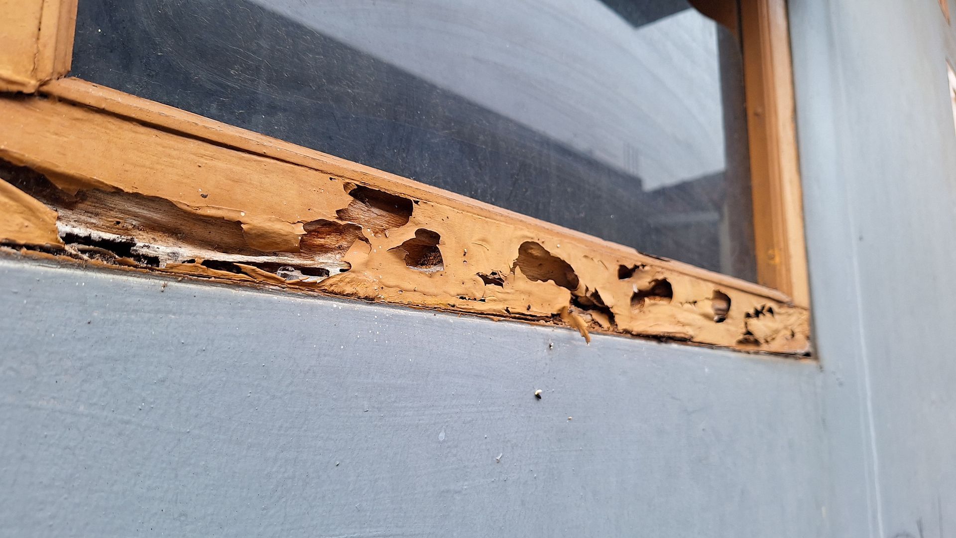 A close up of a window frame with termites eating it.