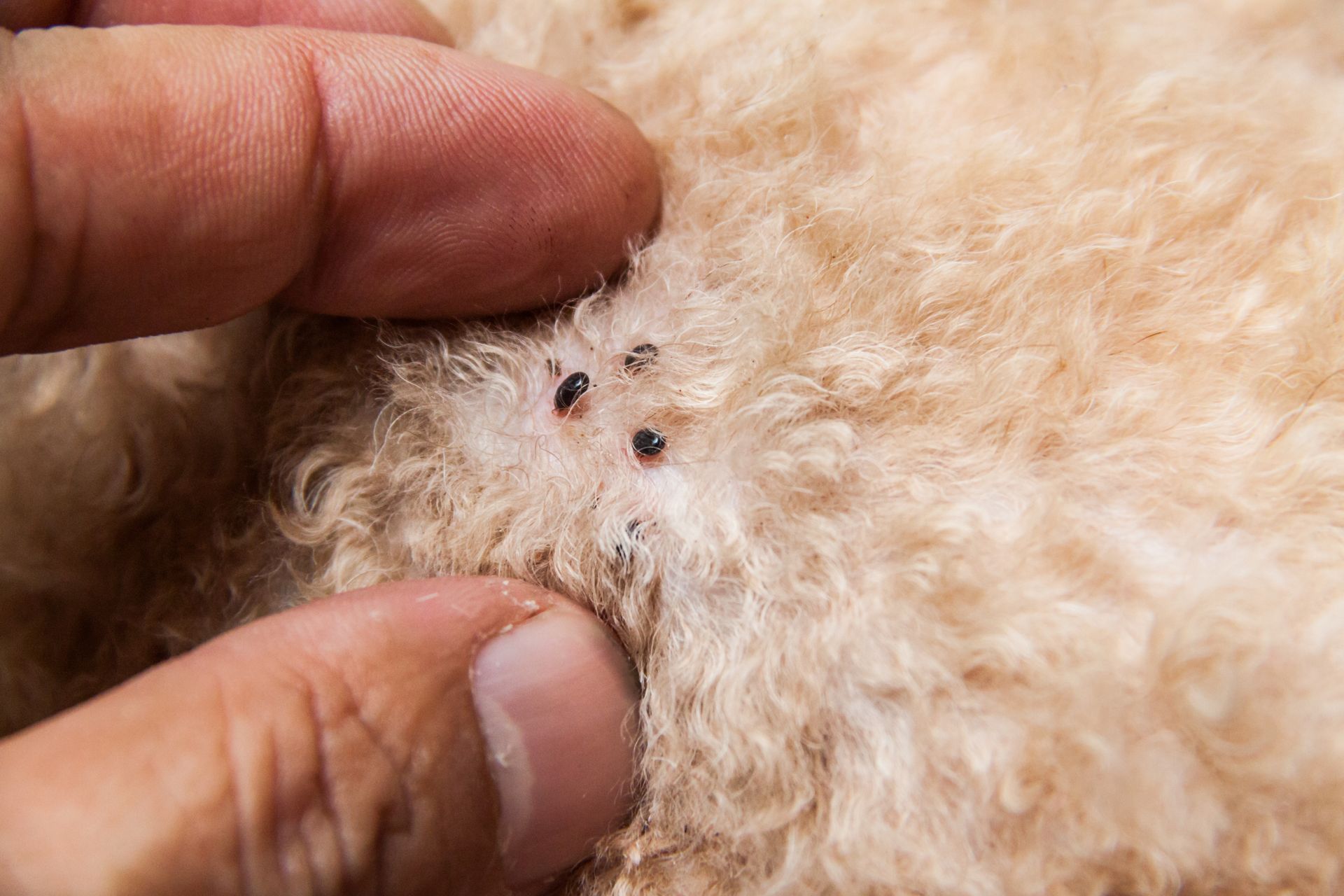 A person is holding a dog 's fur with ticks on it.