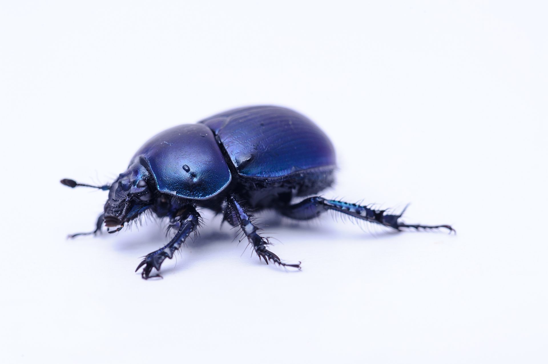 Blue dung beetle on a white background.
