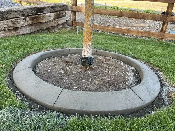 Circular concrete tree ring around a young tree in a grassy yard beside a wooden fence.