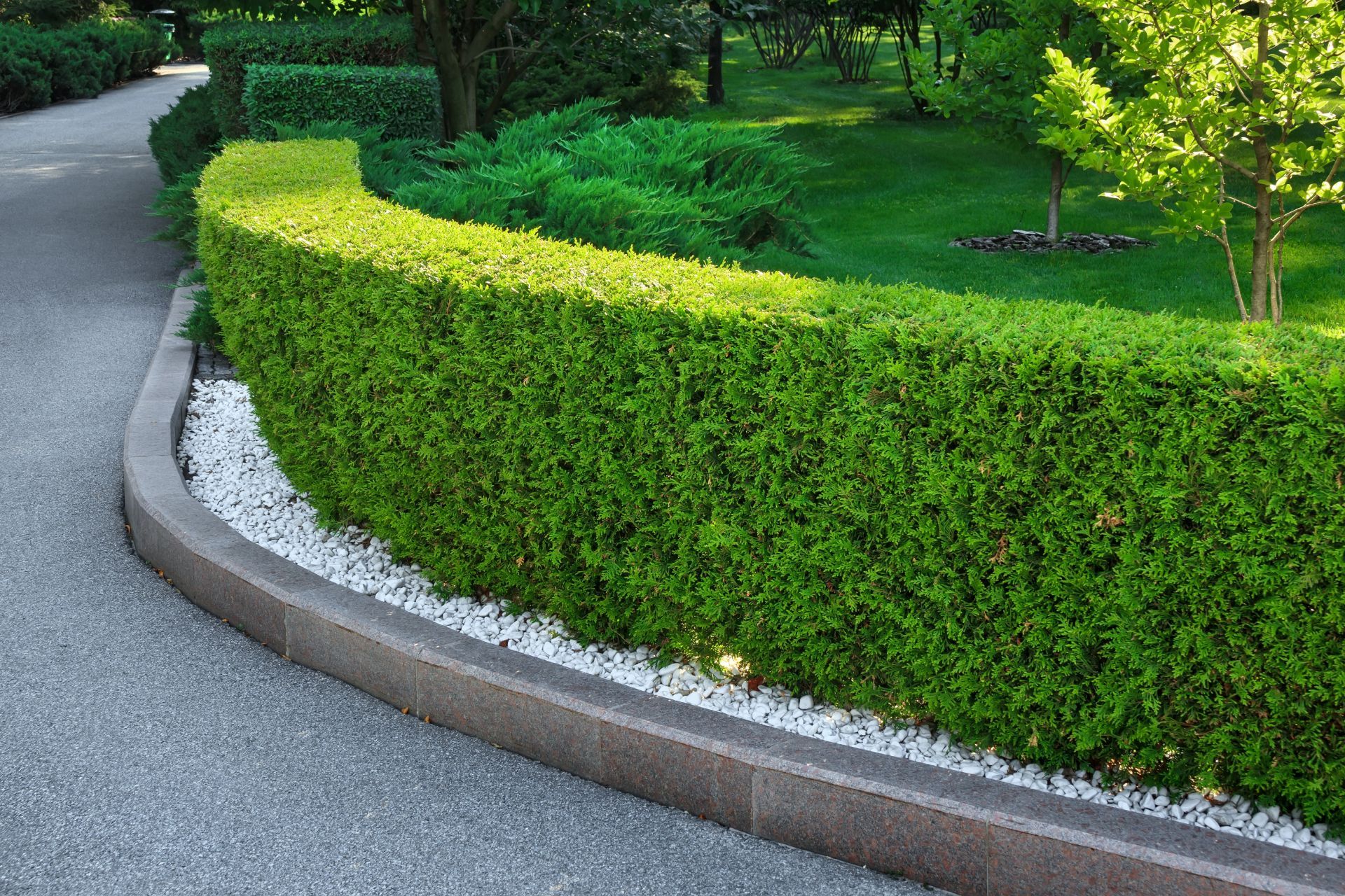 Curved hedge with bright green shrubs along a paved path in a landscaped garden
