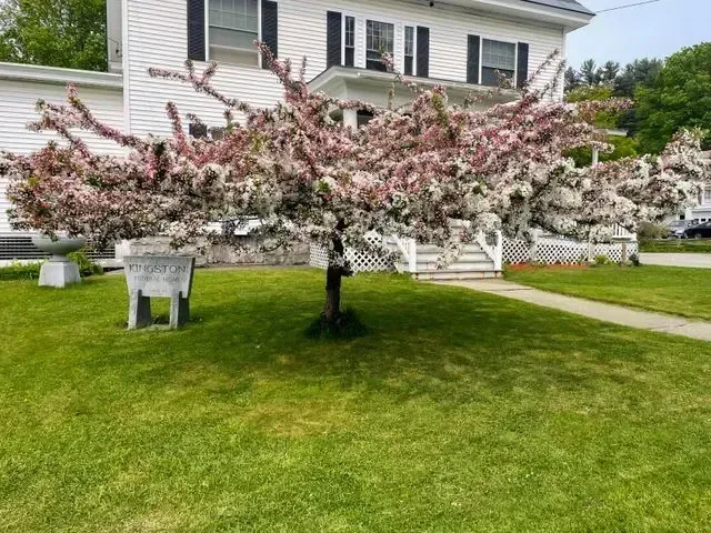 Pink-and-white flowering tree in a manicured lawn beside a white house