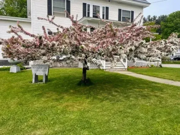 Pink-and-white flowering tree in a manicured lawn beside a white house