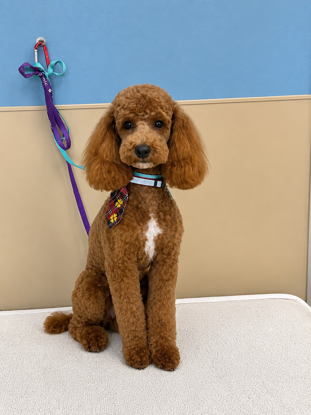 Mini Poodle Groomer las vegas