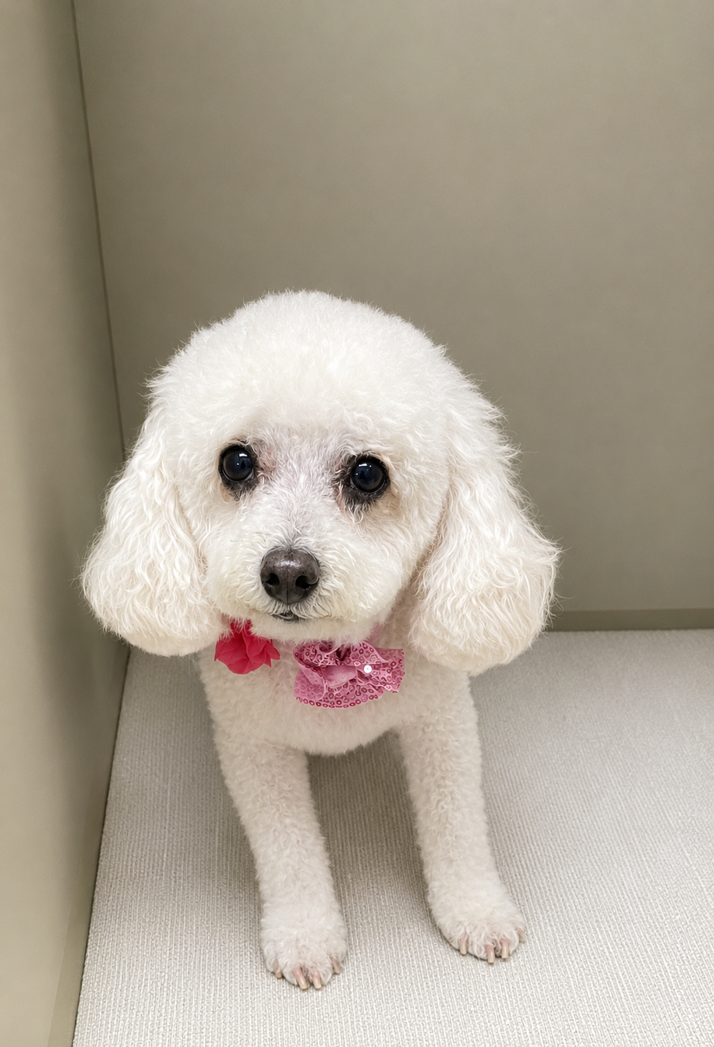 Poodle Mix Grooming las vegas