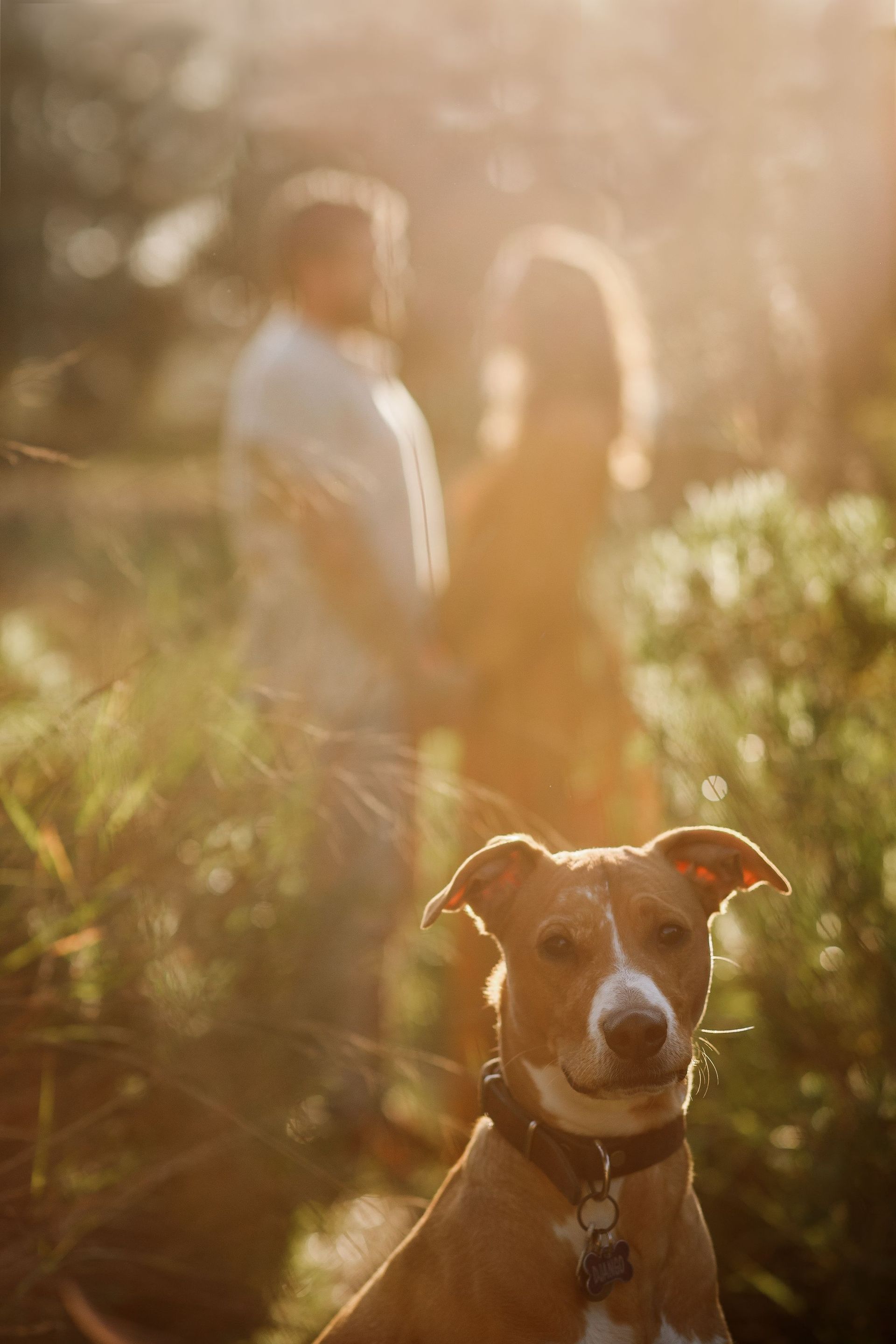 Perro en un campo soleado con dos personas borrosas al fondo.