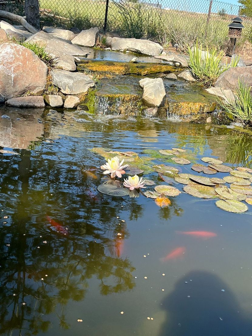 A backyard pond with a small rock waterfall, lily pads with two pink blooms, and several orange koi swimming.