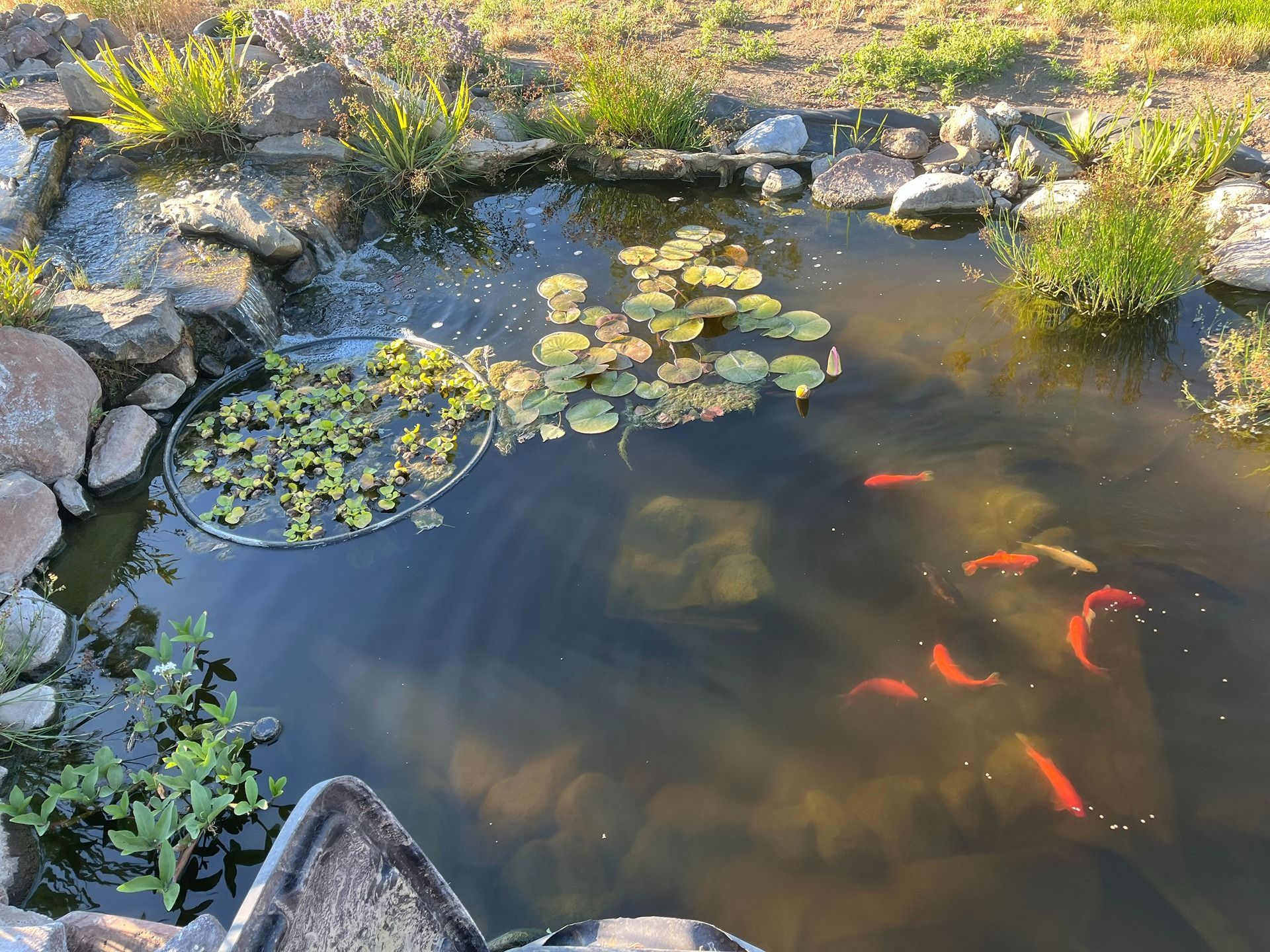 A stone-lined garden pond with lily pads, floating plants, and several orange koi swimming in clear water.