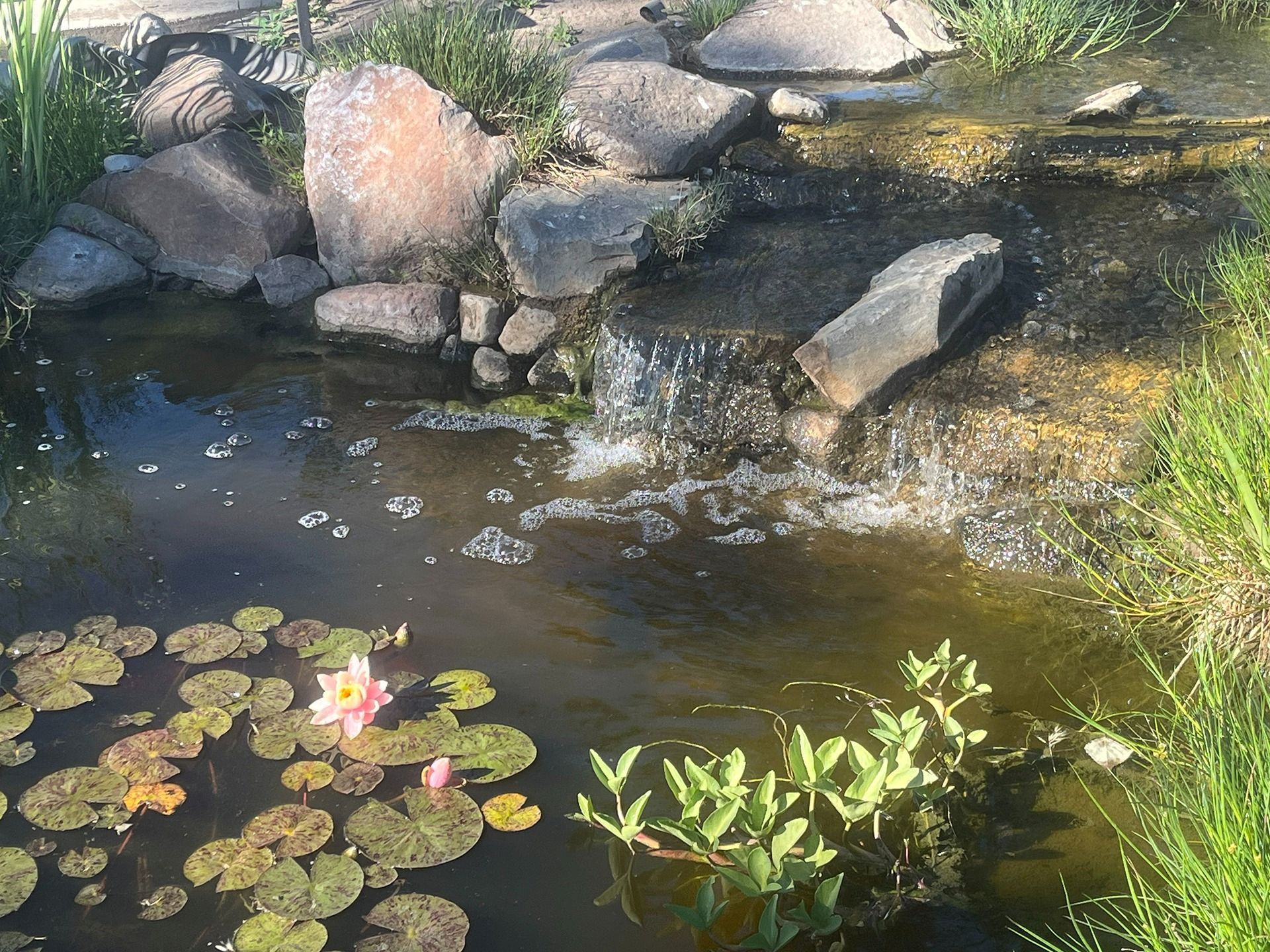 A small garden pond with a waterfall, a blooming pink water lily, and surrounding rocks and greenery.
